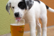 Baltimore's Best Dog Friendly Bars for the Dog Days of Summer