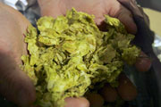 Craft Beer Baltimore | Drought Is a Growing Cause of Concern for Hop Farmers and Their Crops | Drink Baltimore
